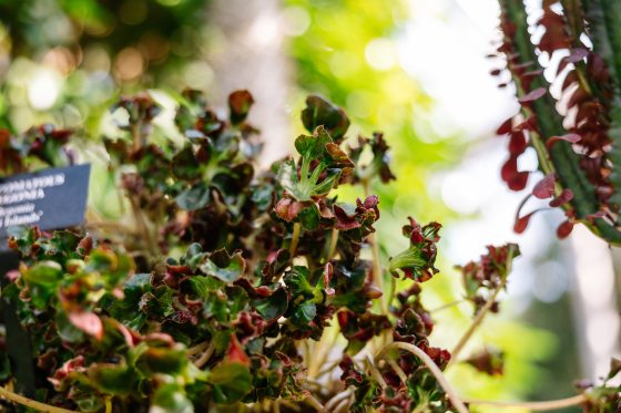 a close up of a begonia plant